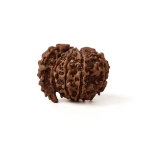 1 Mukhi Rudraksha Savar (Nepali)