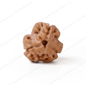 3 Mukhi Rudraksha (Nepali)