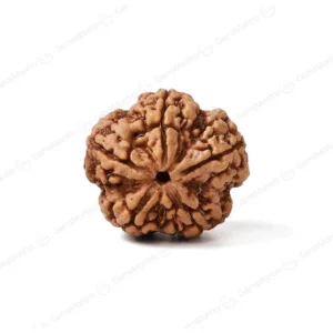 5 Mukhi Rudraksha (Nepali)