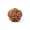 5 Mukhi Rudraksha (Nepali)
