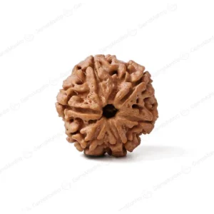 6 Mukhi Rudraksha (Nepali)
