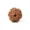 6 Mukhi Rudraksha (Nepali)