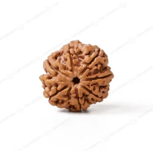 7 Mukhi Rudraksha (Nepali)