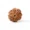 7 Mukhi Rudraksha (Nepali)