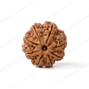 9 Mukhi Rudraksha (Nepali)