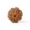 9 Mukhi Rudraksha (Nepali)