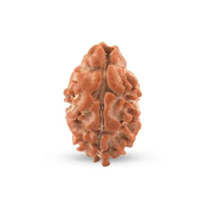 2 Mukhi Rudraksha (Nepali)