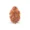 2 Mukhi Rudraksha (Nepali)